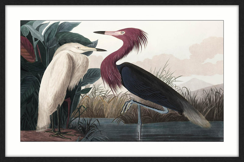 Red Egret Framed Print