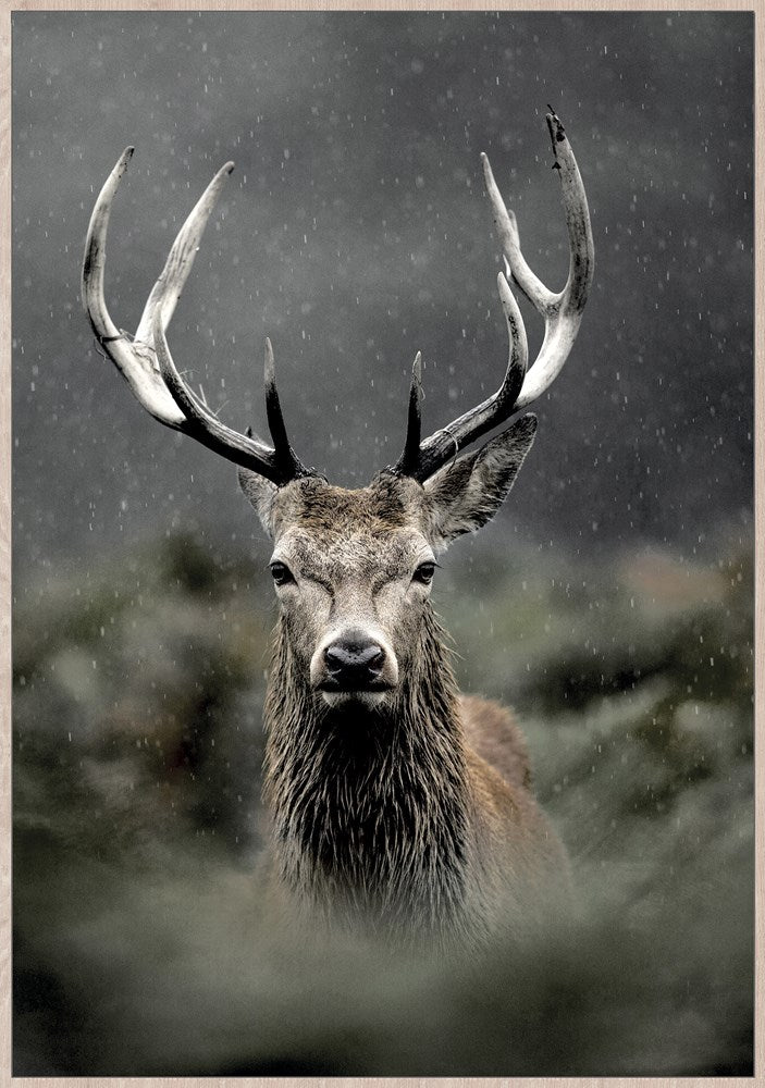 Regal Stag Canvas in Natural Frame