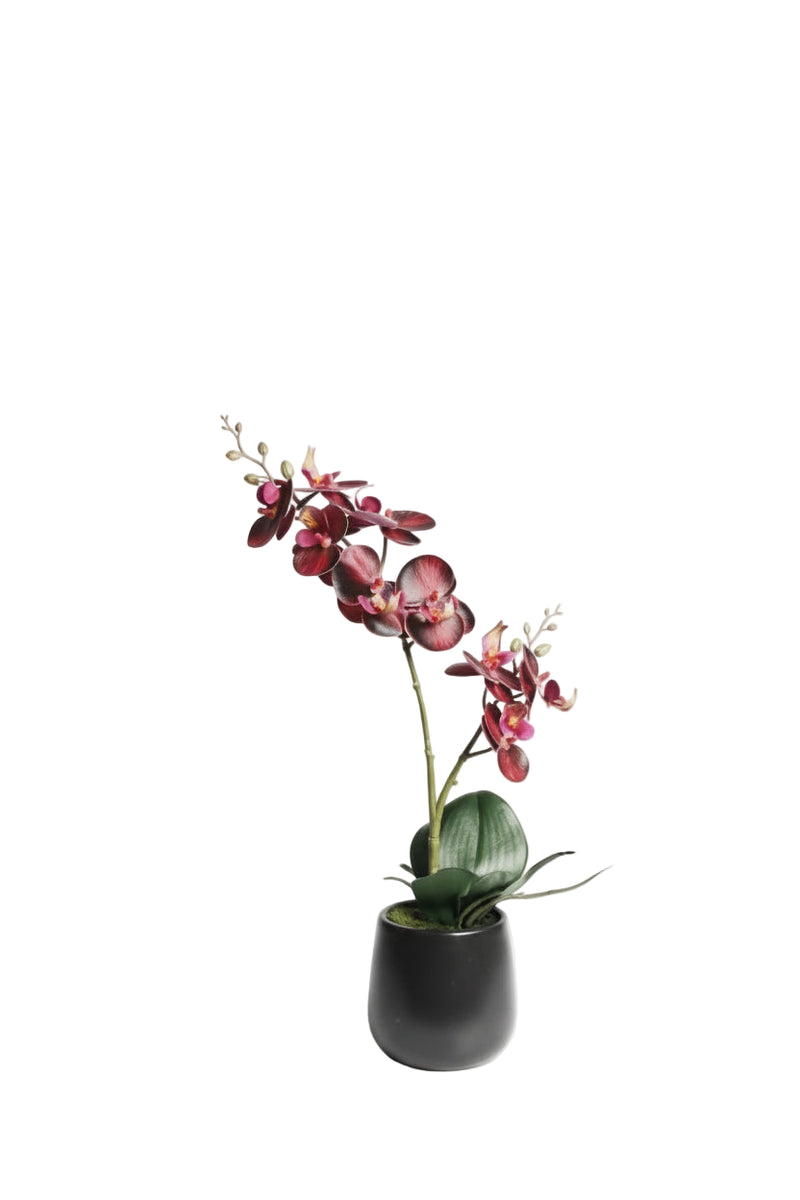 DK Red Phalaenopsis Ceramic Pot 41cm