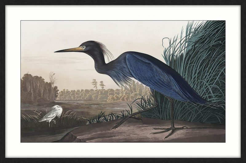 Blue Heron  Framed Print
