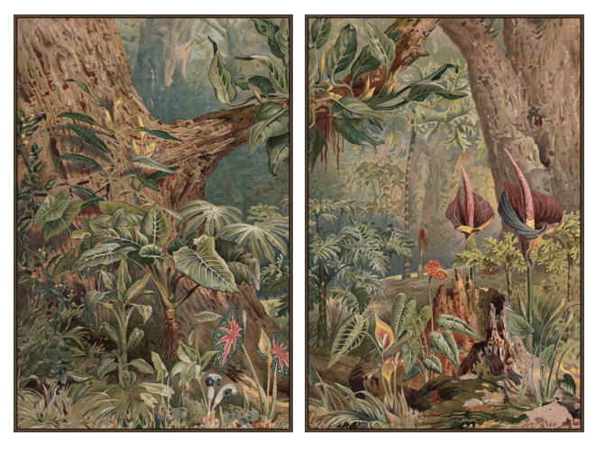 Forest Fantasy Prints (2 Set)