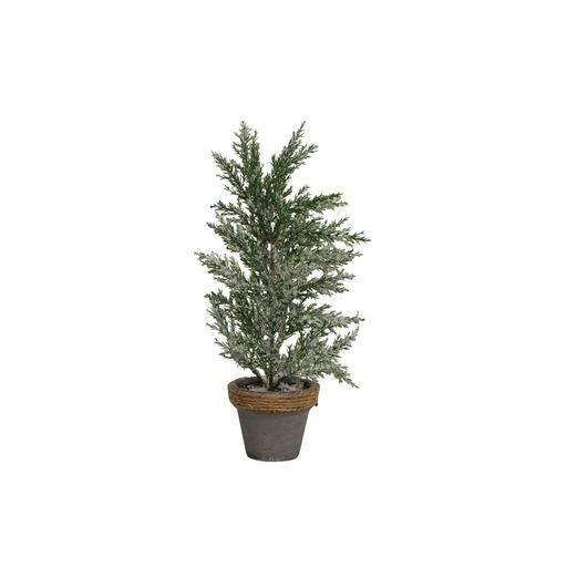 Potted Cyprus Tree with Snow