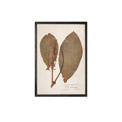 Leaf Wall Art (set 4)