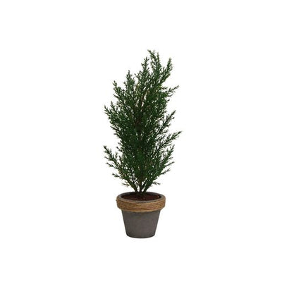 Potted Cyprus Tree Dark Green