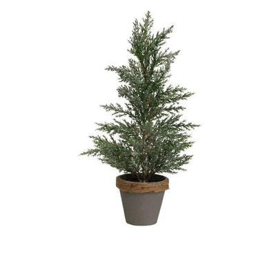 Potted Cyprus Tree with Snow
