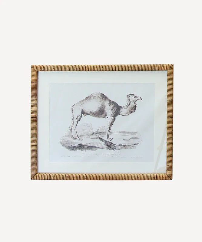 Animal Wall Art Camel