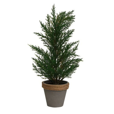 Potted Cyprus Tree Dark Green